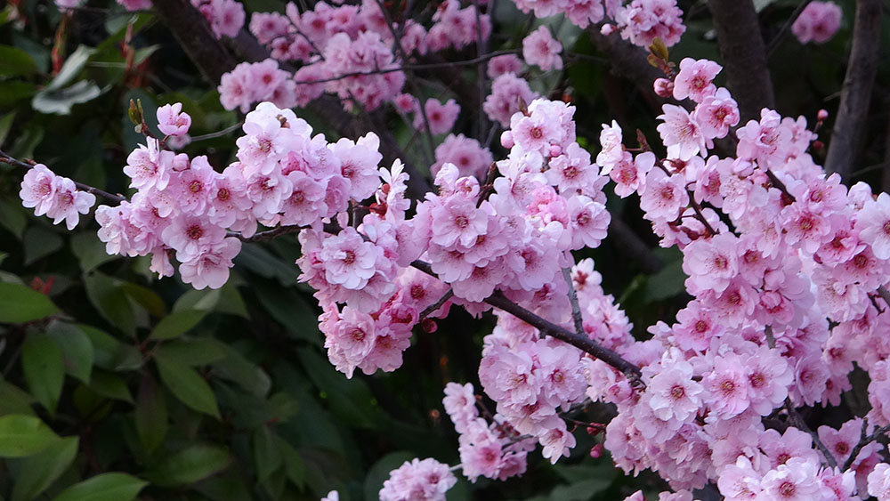 青岛中山公园樱花牡丹 (2).jpg