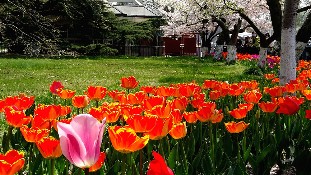 青岛中山公园樱花牡丹 (76).jpg