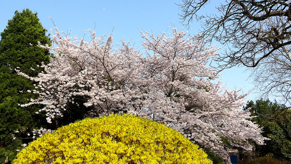 青岛中山公园樱花牡丹 (42).jpg