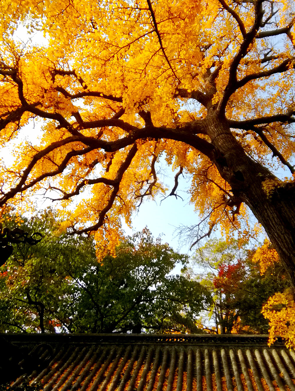青岛崂山太清宫 (88)_edit_39210872049746.jpg