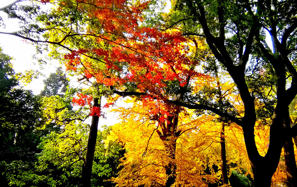 青岛崂山太清宫 (5)_edit_49407687538294.jpg