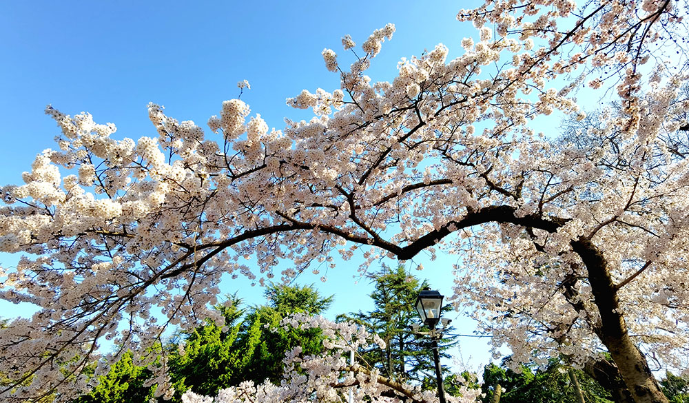 青岛中山公园樱花牡丹 (107).jpg