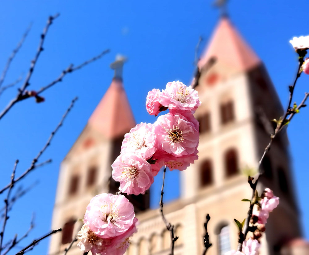 青岛天主教堂花 (1).jpg